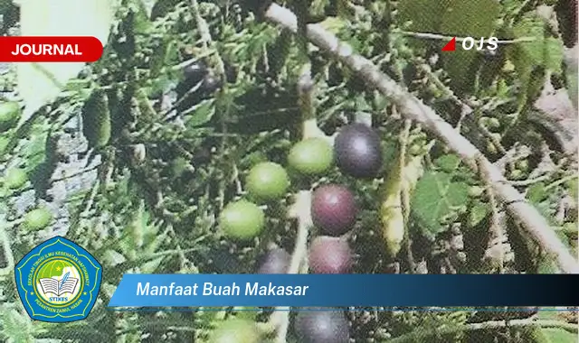 manfaat buah makasar