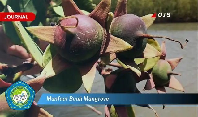 manfaat buah mangrove