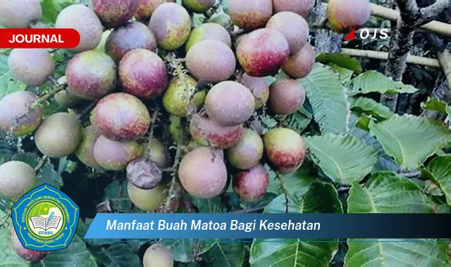 manfaat buah matoa bagi kesehatan manfaat buah matoa bagi kesehatan