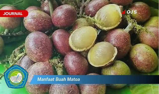 manfaat buah matoa