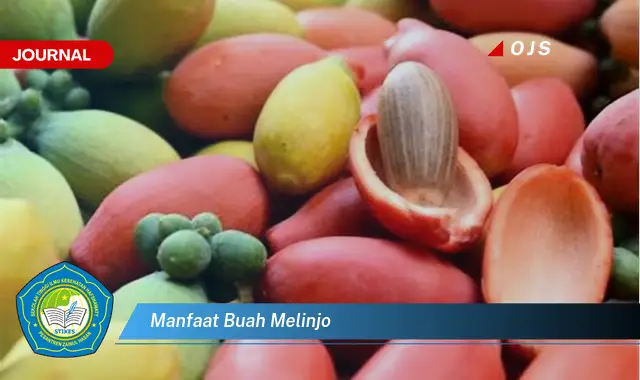 manfaat buah melinjo manfaat buah melinjo