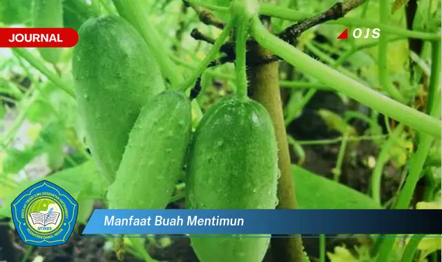 manfaat buah mentimun