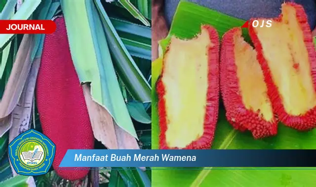 manfaat buah merah wamena