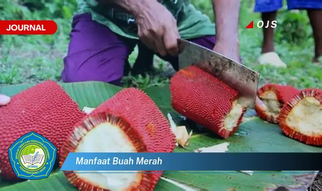 manfaat buah merah