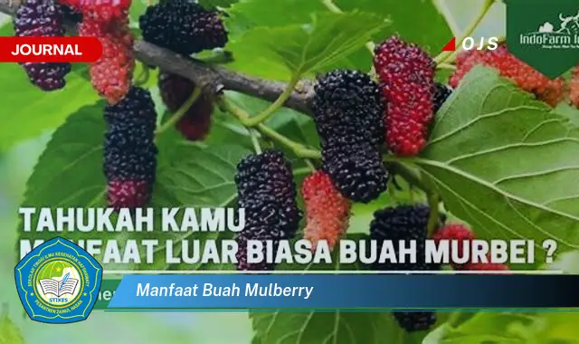 manfaat buah mulberry