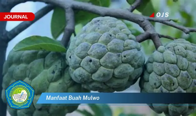 manfaat buah mulwo