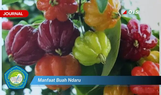 manfaat buah ndaru