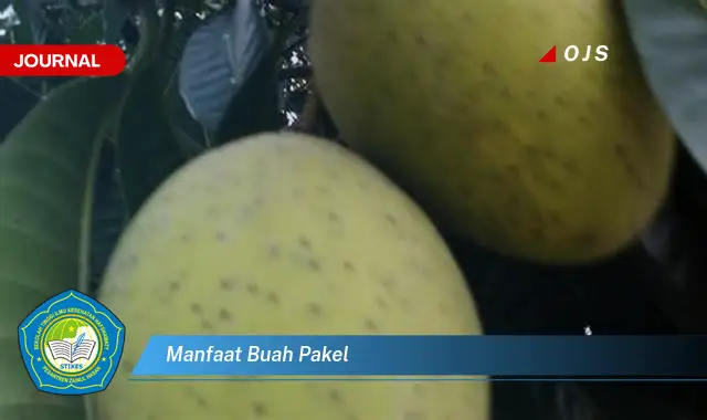 manfaat buah pakel manfaat buah pakel