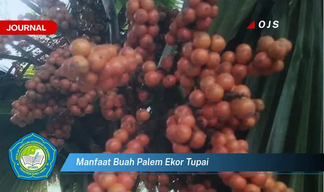 manfaat buah palem ekor tupai