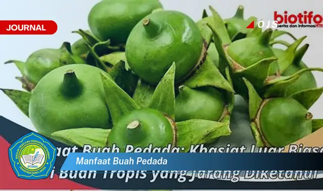 manfaat buah pedada