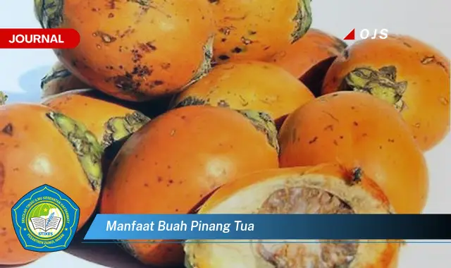 manfaat buah pinang tua