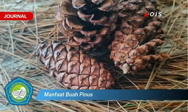 manfaat buah pinus