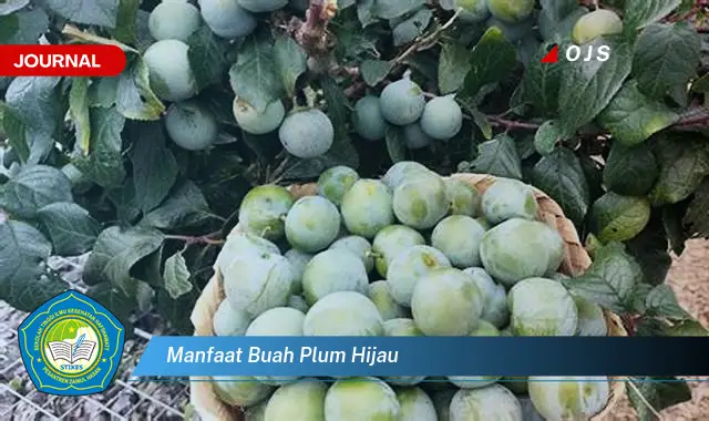 manfaat buah plum hijau