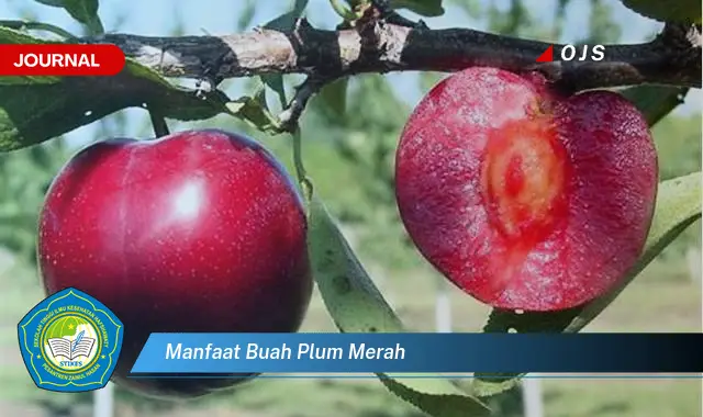 manfaat buah plum merah