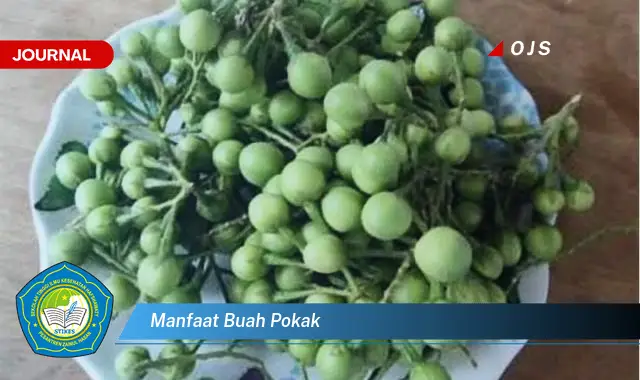 manfaat buah pokak