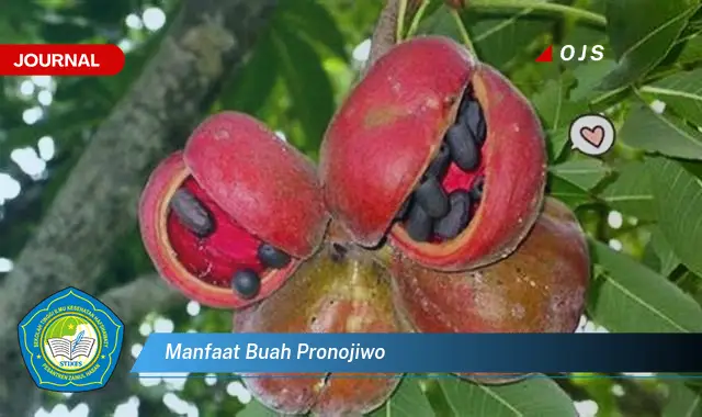 manfaat buah pronojiwo