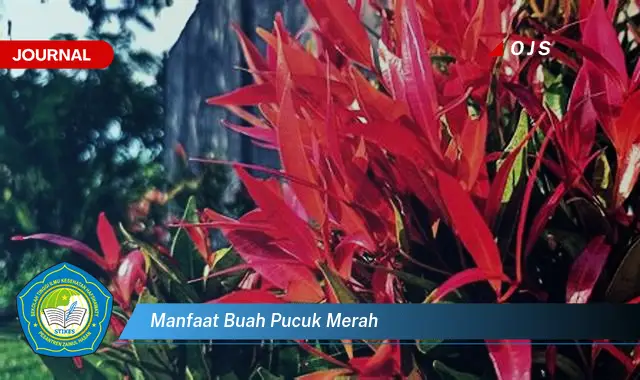 manfaat buah pucuk merah