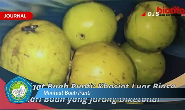 manfaat buah punti