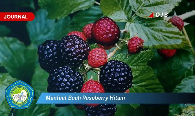 manfaat buah raspberry hitam manfaat buah raspberry hitam