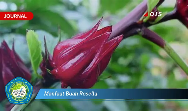 manfaat buah rosella