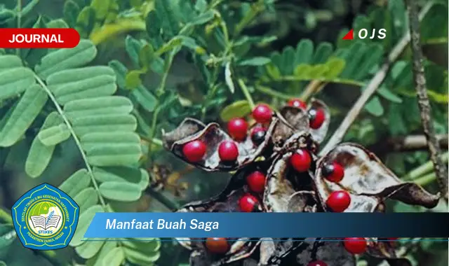 manfaat buah saga