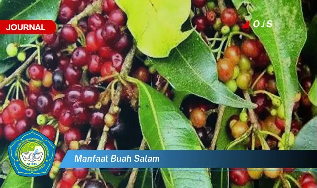 manfaat buah salam