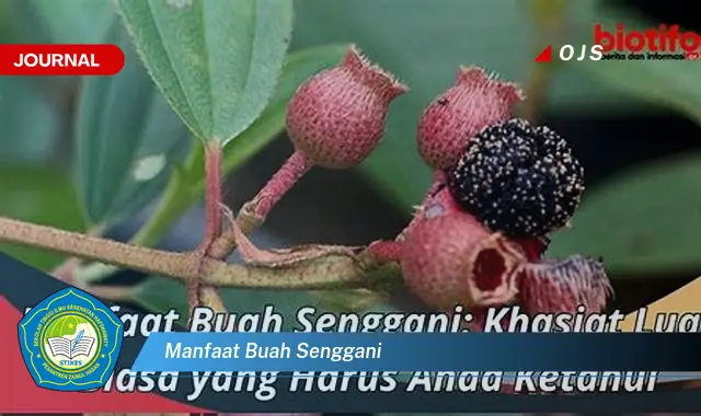 manfaat buah senggani