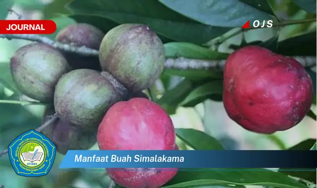 manfaat buah simalakama