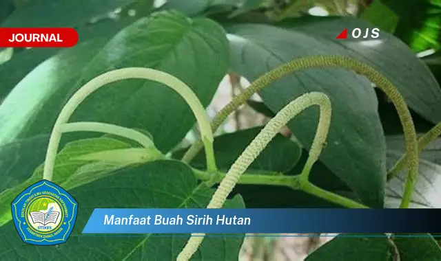 manfaat buah sirih hutan