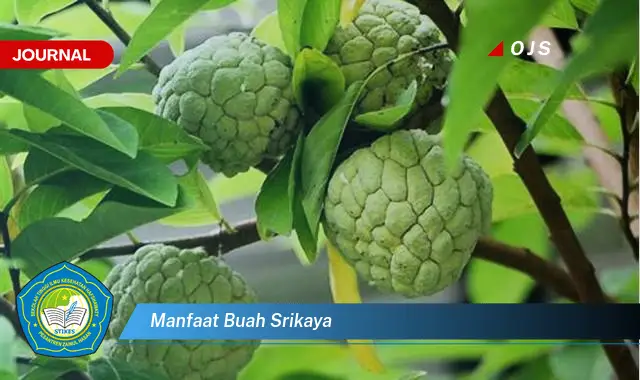 manfaat buah srikaya