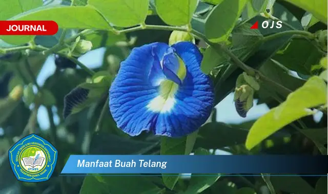 manfaat buah telang