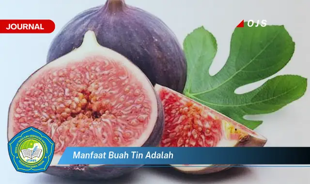 manfaat buah tin adalah manfaat buah tin adalah