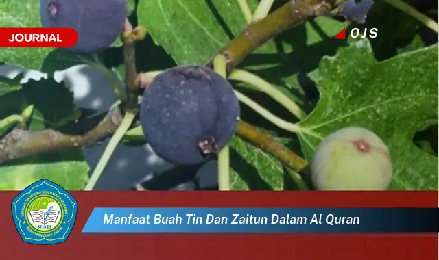 manfaat buah tin dan zaitun dalam al quran