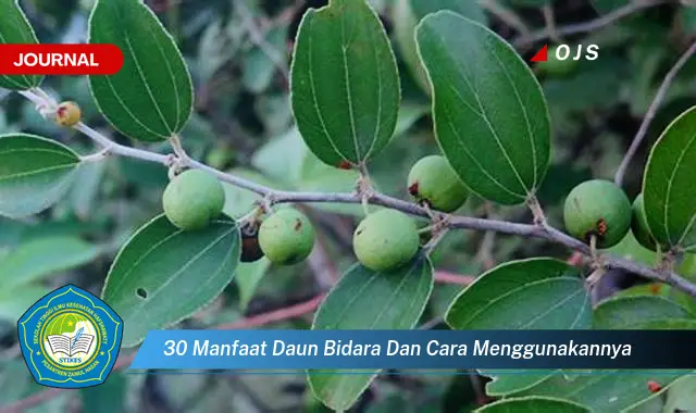 30 manfaat daun bidara dan cara menggunakannya