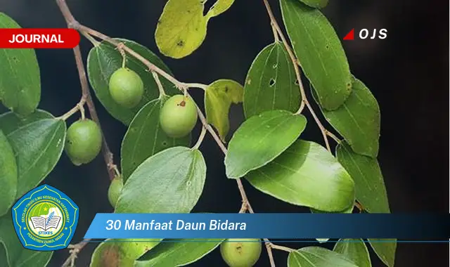 30 manfaat daun bidara