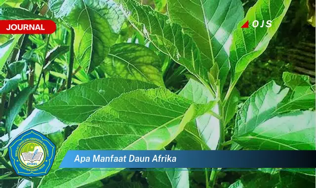 apa manfaat daun afrika