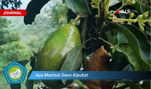 apa manfaat daun alpukat