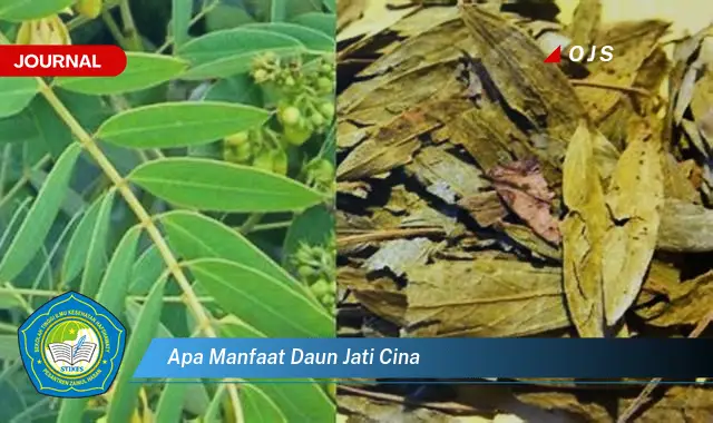 Banyak yang belum Tau, Ini dia 10 Manfaat Daun Jati Cina yang Bikin Penasaran