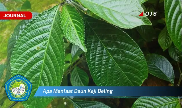 apa manfaat daun keji beling