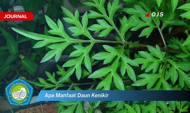 apa manfaat daun kenikir