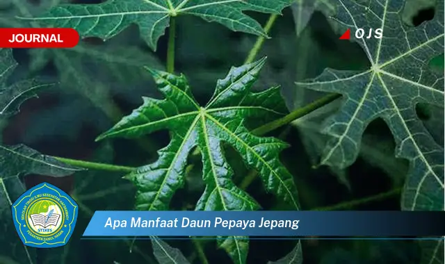 apa manfaat daun pepaya jepang