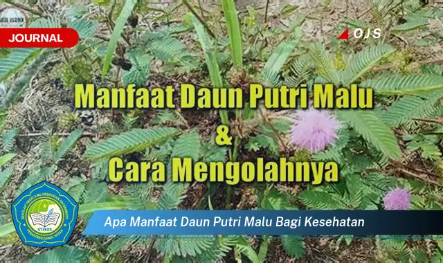 apa manfaat daun putri malu bagi kesehatan