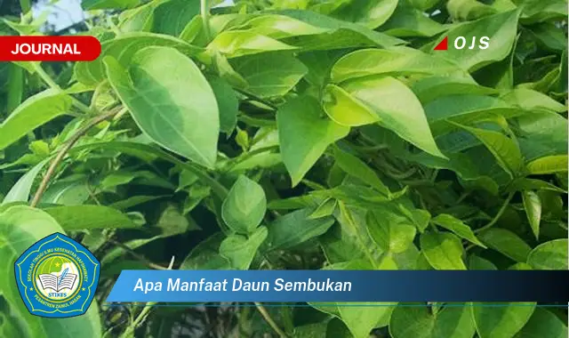 apa manfaat daun sembukan