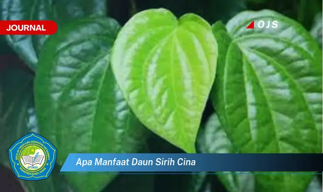 apa manfaat daun sirih cina