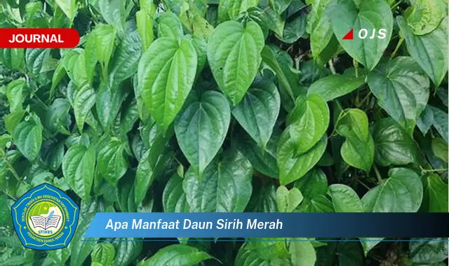 apa manfaat daun sirih merah