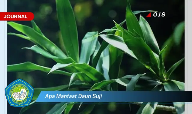 apa manfaat daun suji