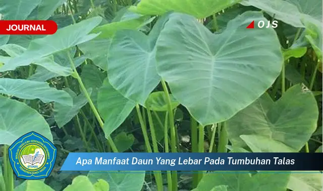 apa manfaat daun yang lebar pada tumbuhan talas