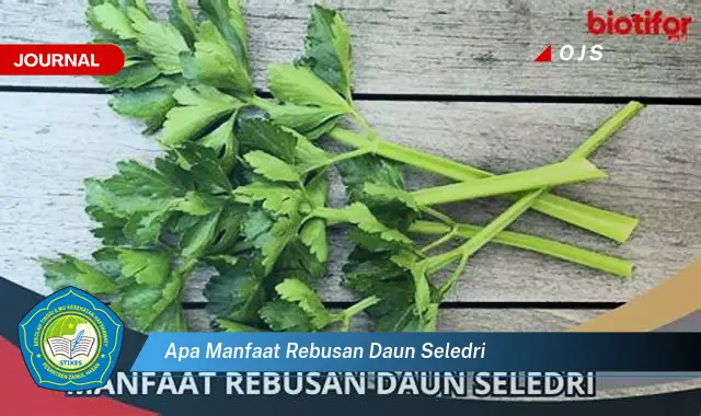 apa manfaat rebusan daun seledri