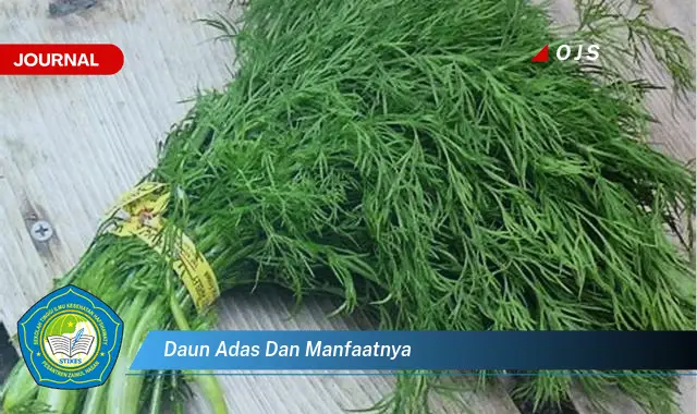 daun adas dan manfaatnya