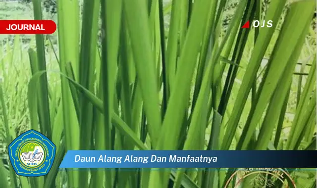 daun alang alang dan manfaatnya